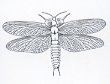 insecte_6ailes_carbonifere2.jpg (3056 octets)
